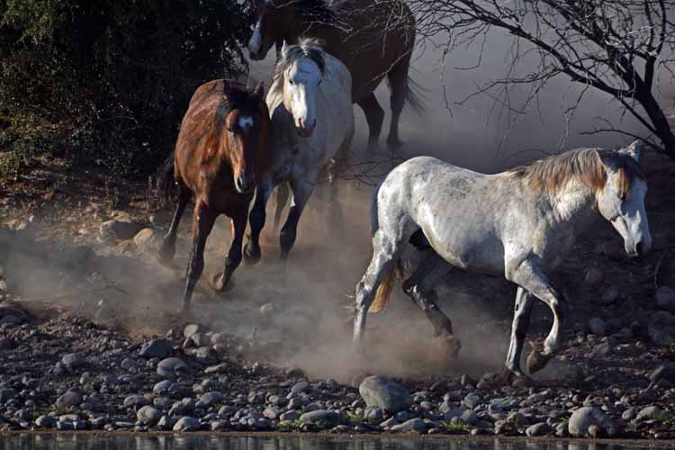 mustangs